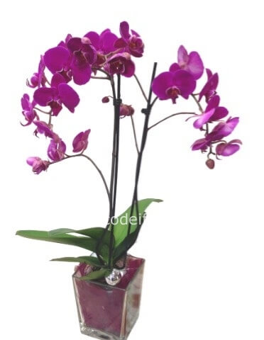 Vaso per orchidea