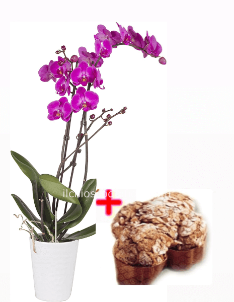 Phalaenopsis +vaso ceramica+colomba commerciale