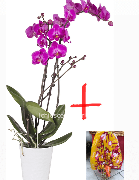 Phalaenopsis +vaso +uovo pasqua commerciale
