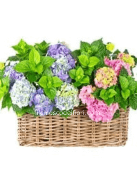 Cesto di ortensie misto