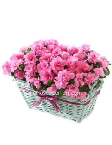  Cesto azalea 