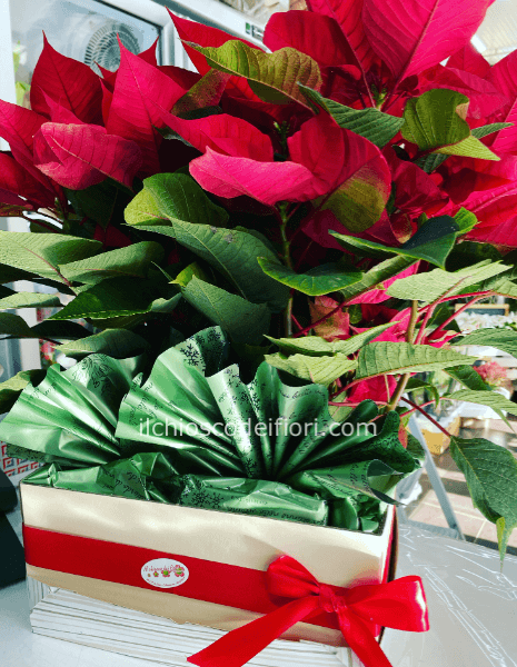 Scatola con stelle di Natale  con due stelle