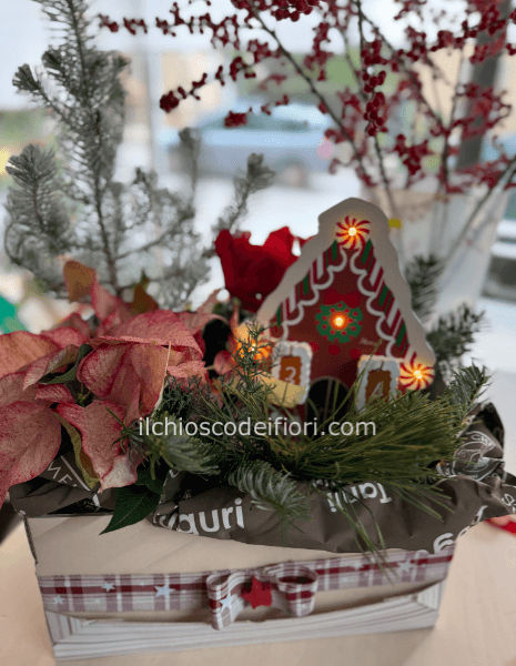 Scatola mista piante calendario dell’avvento