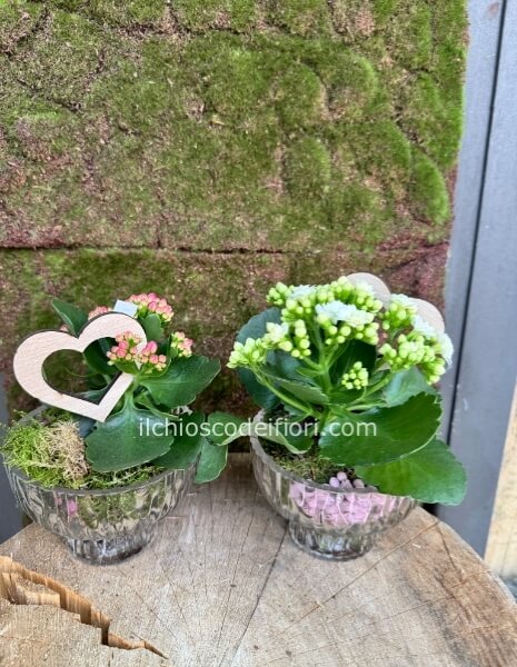 Coppa vetro + pianta