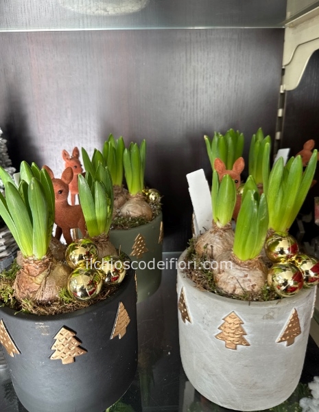 Vaso terracotta Giacinto 