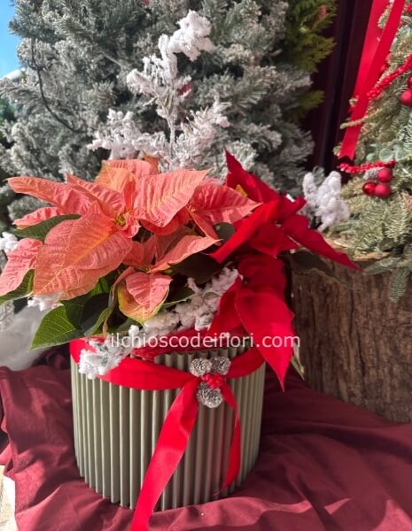 Box ondulata mix stelle di Natale