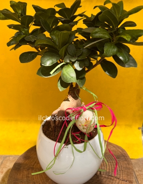 Bonsai ficus