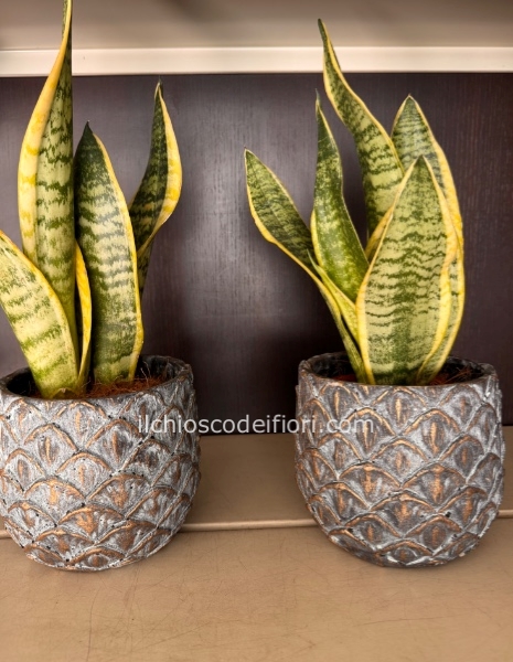Sansevieria