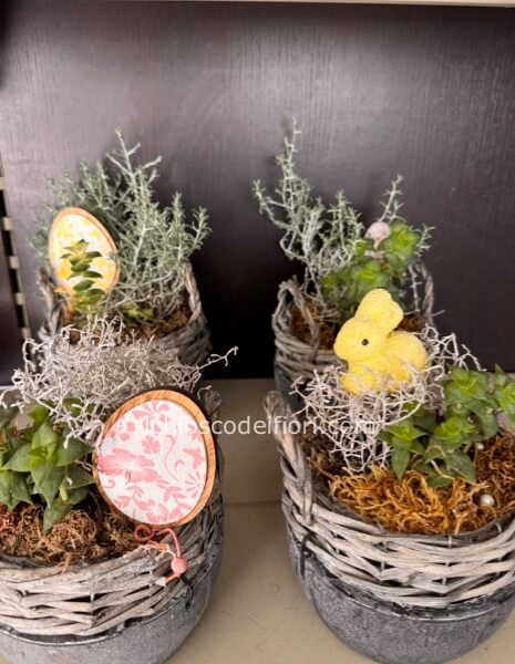 Composizione di piante miste