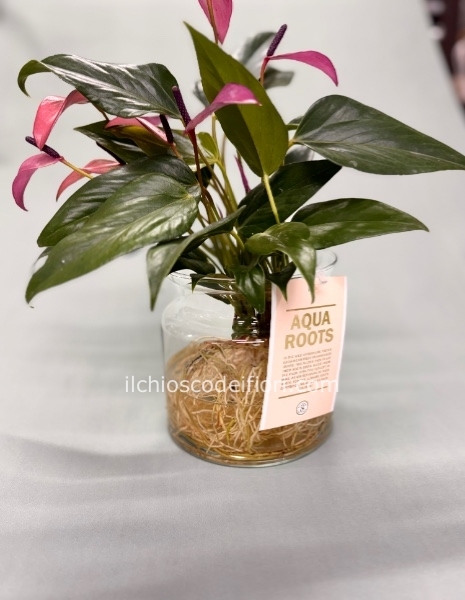 Anthurium idroponica